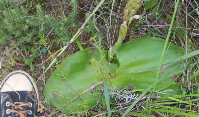 Image of Satyrium erectum Sw.