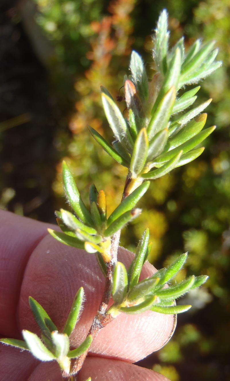 Image of Cliffortia eriocephalina Cham.