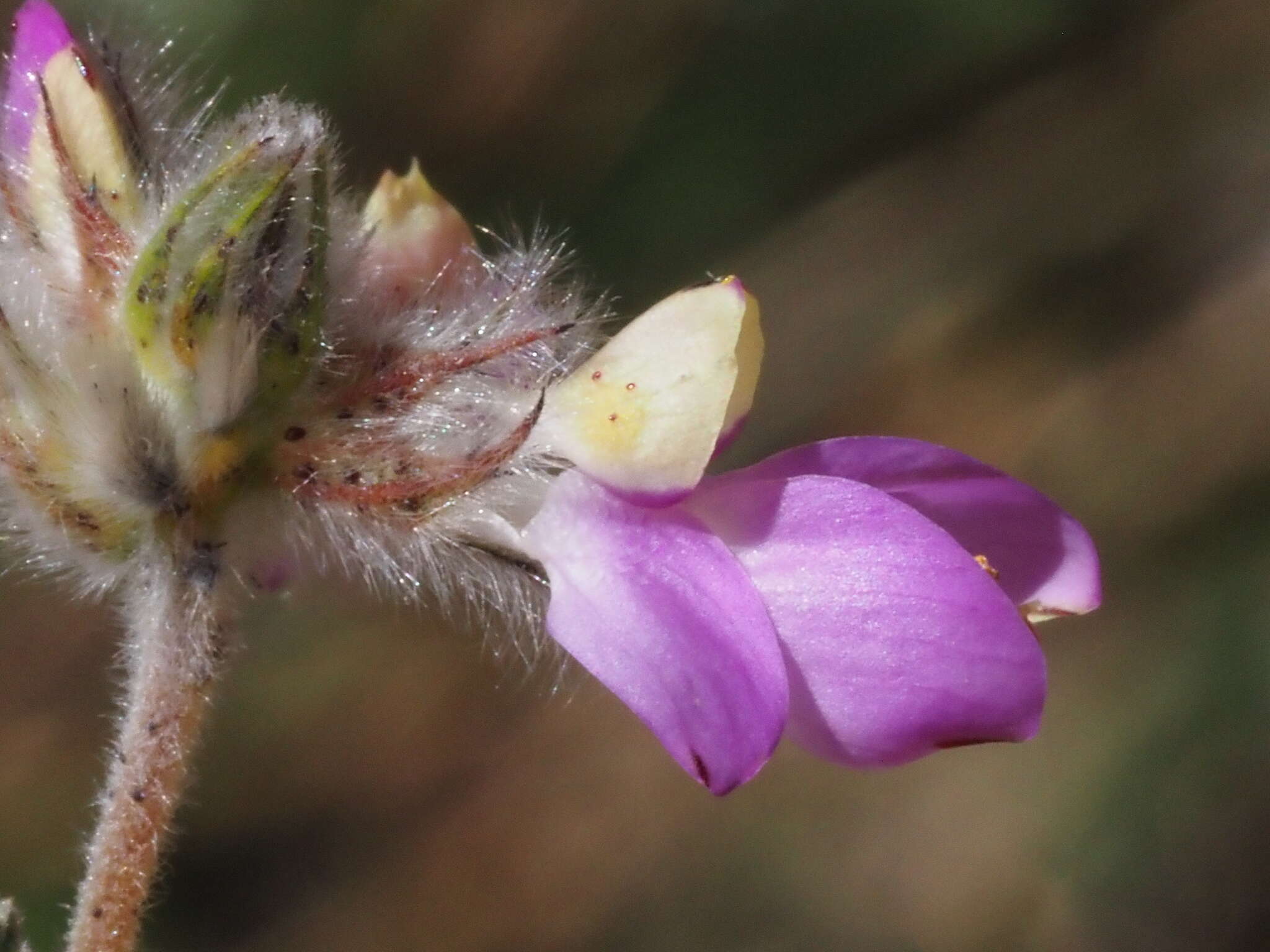 Image of oakwoods prairie clover