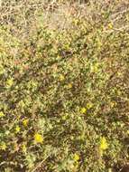 Image of pappose tarweed