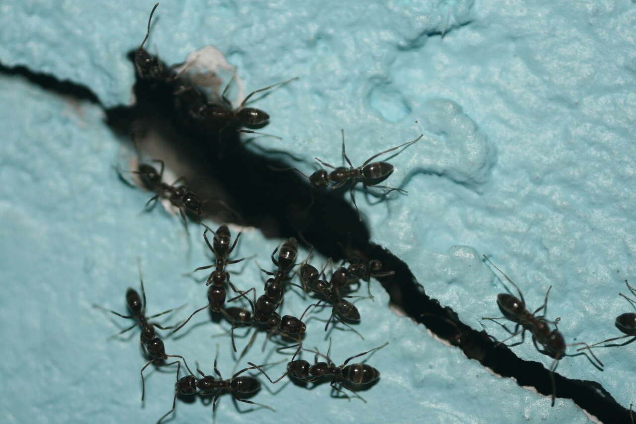 Image of Argentine Ant