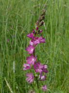 Image of dwarf checkerbloom