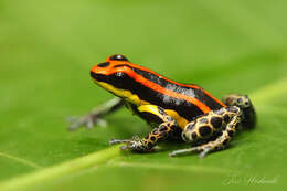 Image of Ranitomeya uakarii (Brown, Schulte & Summers 2006)