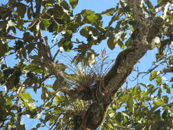 Image de Tillandsia calothyrsus Mez