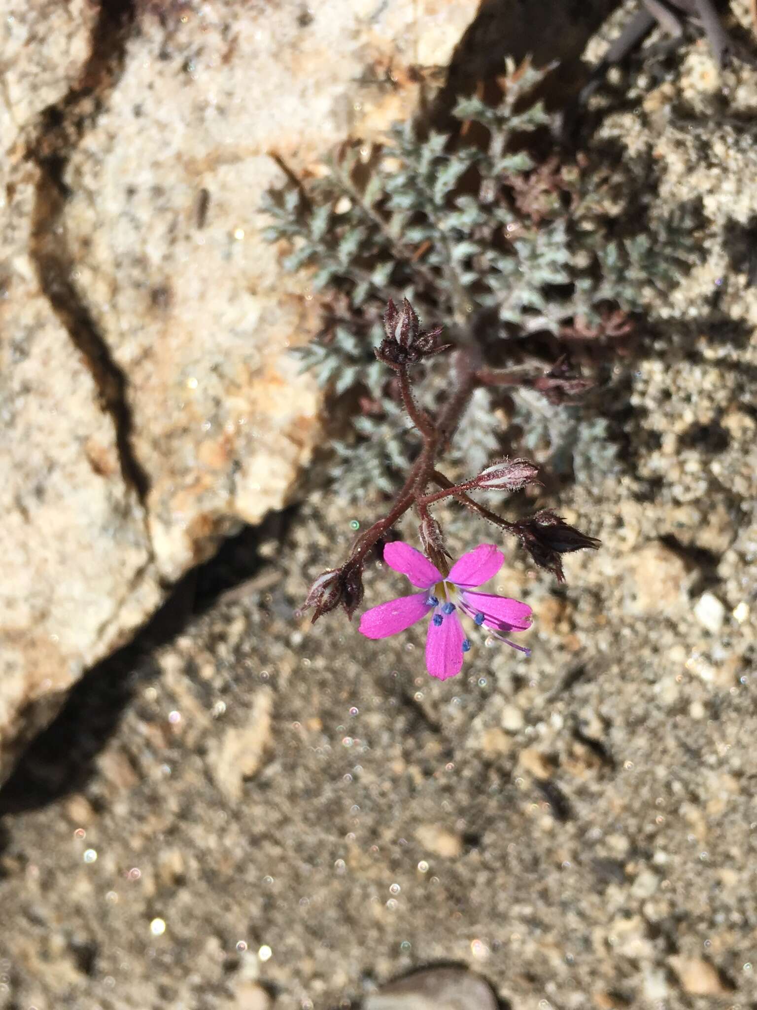 Image of fineflower gilia