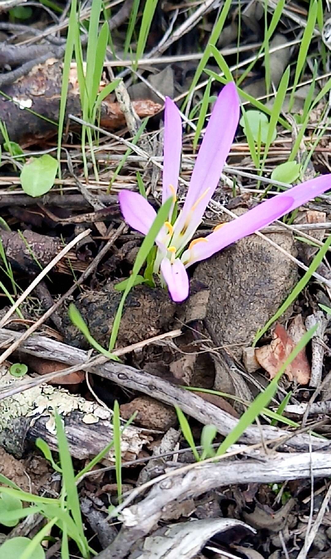 Image of Colchicum filifolium (Cambess.) Stef.