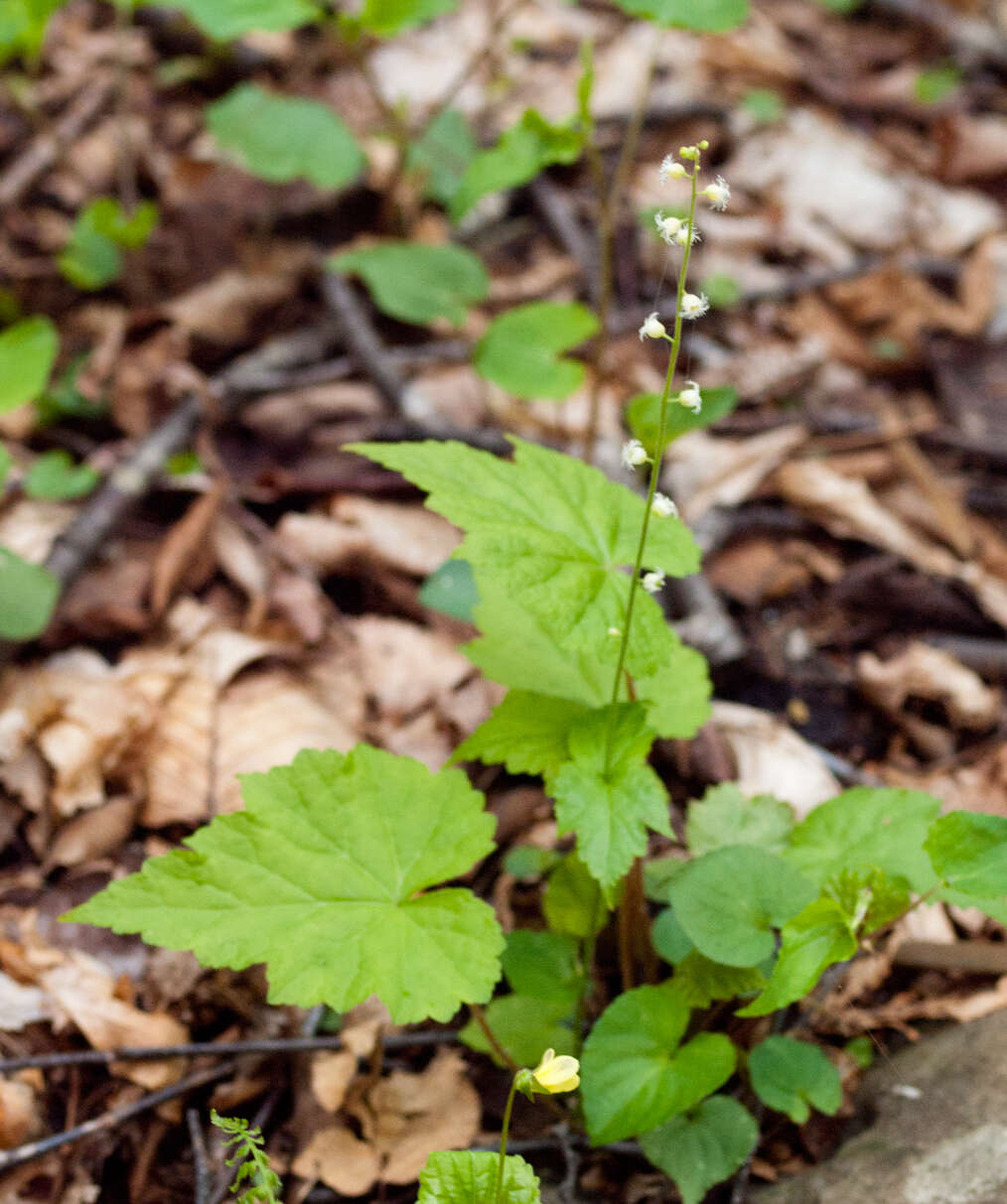 Image of twoleaf miterwort