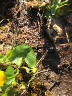 Image of yellow marsh marigold