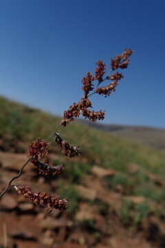 Image of Urochloa serrata