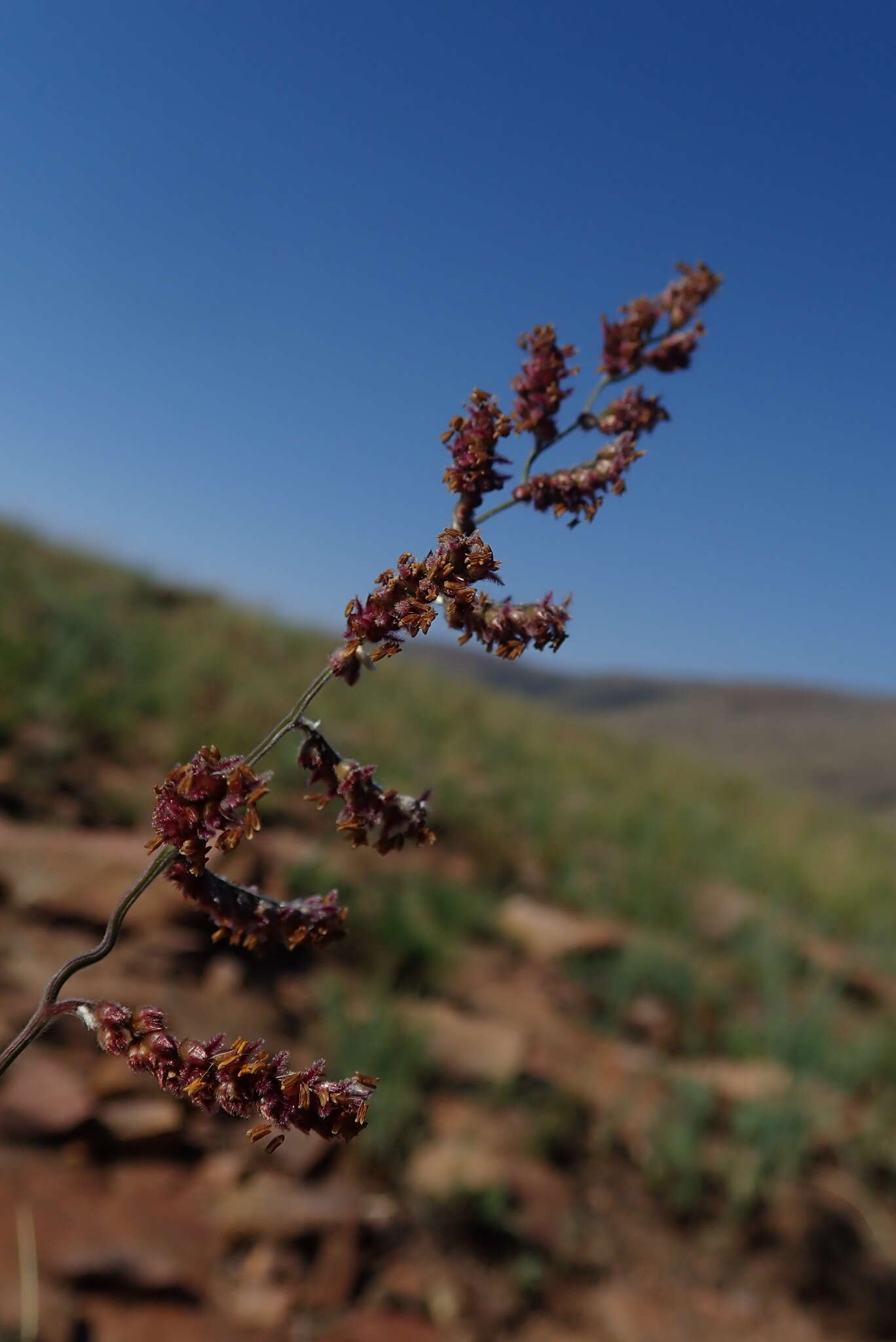 Image de Urochloa serrata