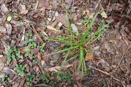 Image de Carex fuscula d'Urv.