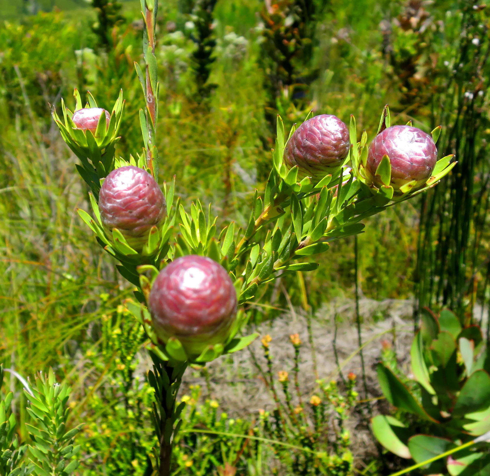 Image of Leucadendron uliginosum subsp. glabratum I. J. M Williams