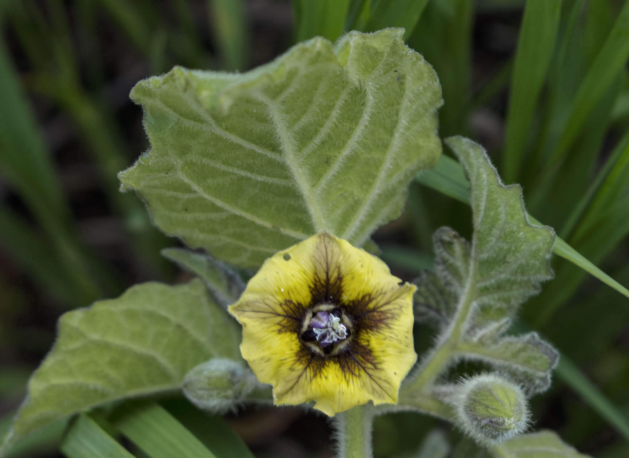 Imagem de Physalis heterophylla Nees