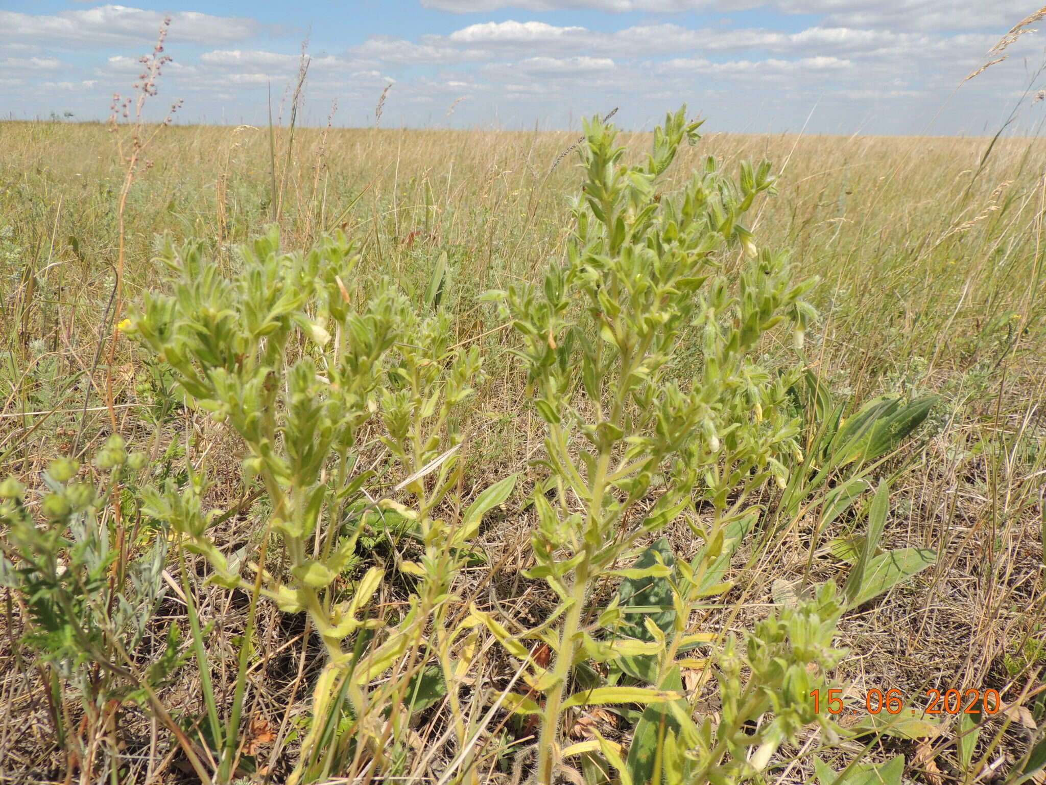 Image of <i>Onosma borysthenica</i>