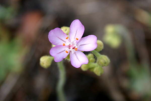 Image of Drosera dilatatopetiolaris Kondo