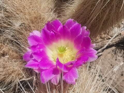 Image of Echinocereus longisetus (Engelm.) Rümpler