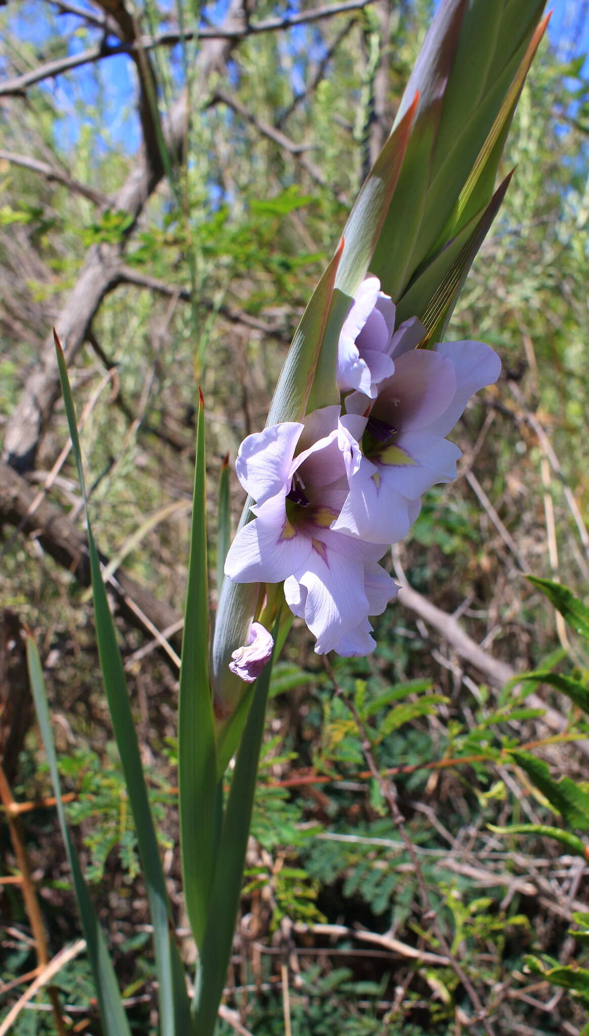 Imagem de Gladiolus rehmannii Baker