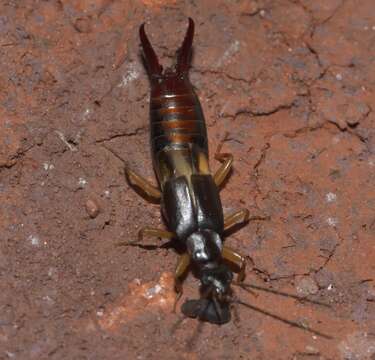 Image of Vostox brunneipennis (Audinet-Serville 1838)