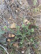 Plancia ëd Cryptantha pterocarya (Torr.) Greene