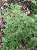 Image of Adiantum digitatum C. Presl