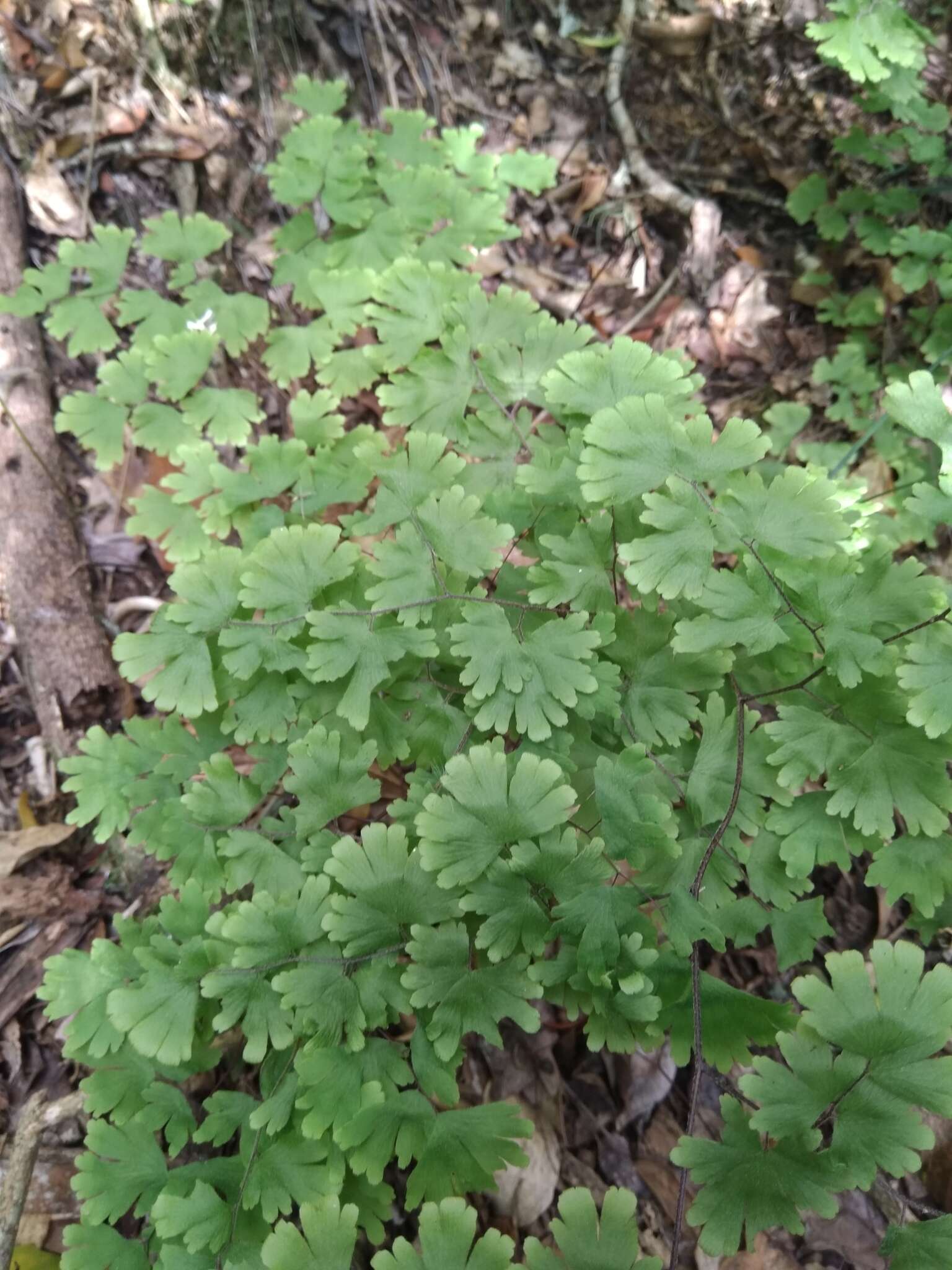 Adiantum digitatum C. Presl resmi