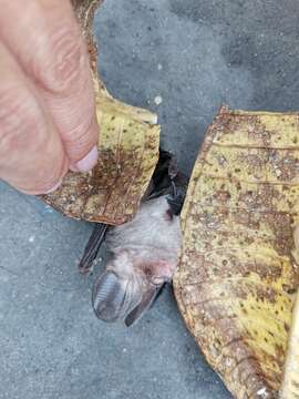 Image of Vietnamese Leaf-nosed Bat