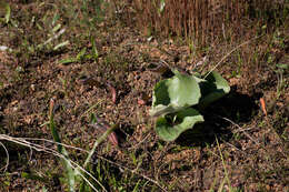 Image of Eriospermum capense subsp. stoloniferum (Marloth) P. L. Perry