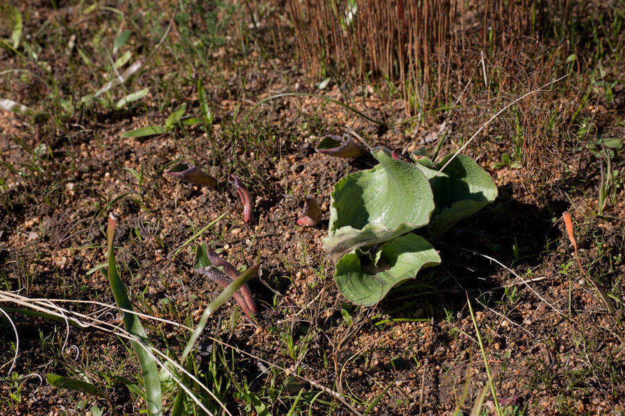 Image of Eriospermum capense subsp. stoloniferum (Marloth) P. L. Perry