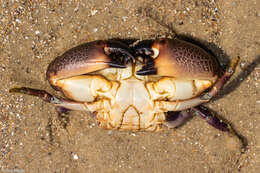 Image of Cuban stone crab