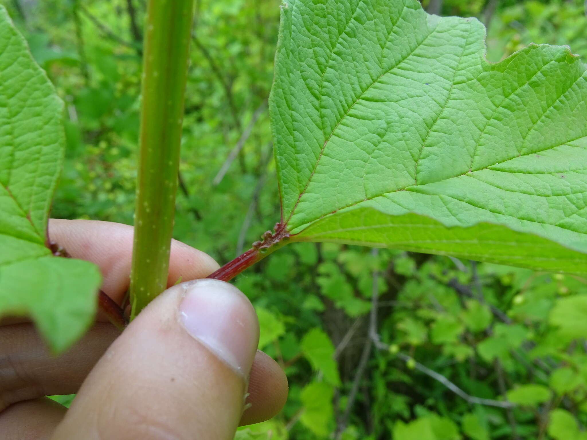 Image of Viburnum opulus var. opulus