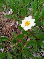 Imagem de Dryas octopetala subsp. oxyodonta (Juz.) Hult.