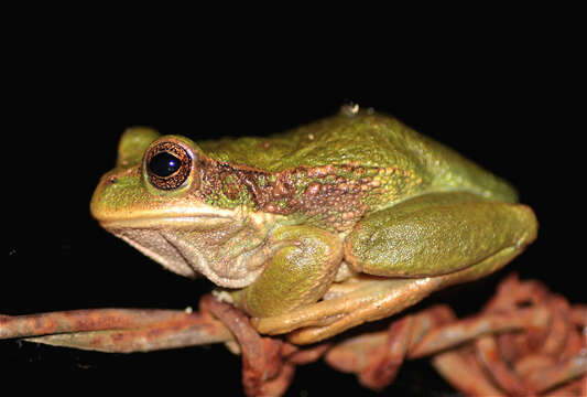 Image de Gastrotheca cuencana Carvajal-Endara, Coloma, Morales-Mite, Guayasamin, Székely & Duellman 2019