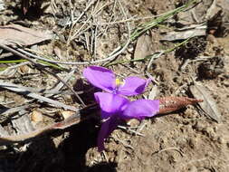 Image of Patersonia sericea var. sericea