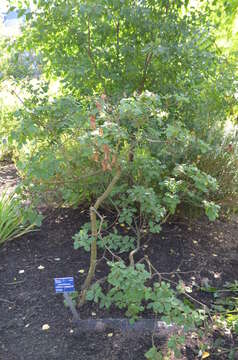 Image of European smoketree