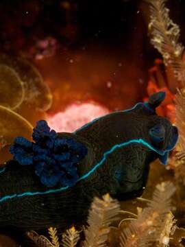 Image of Black nudibranch