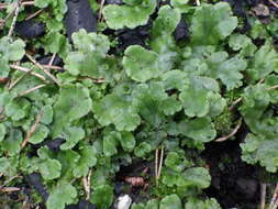 Image of Marchantia polymorpha subsp. montivagans Bischl. & Boissel.-Dub.