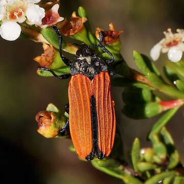 Image of Castiarina nasata (Saunders 1869)