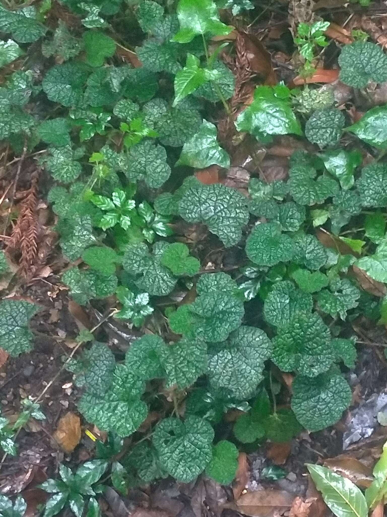 Image of Rubus pectinellus Maxim.