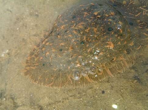 Image of blue-spotted sea hare