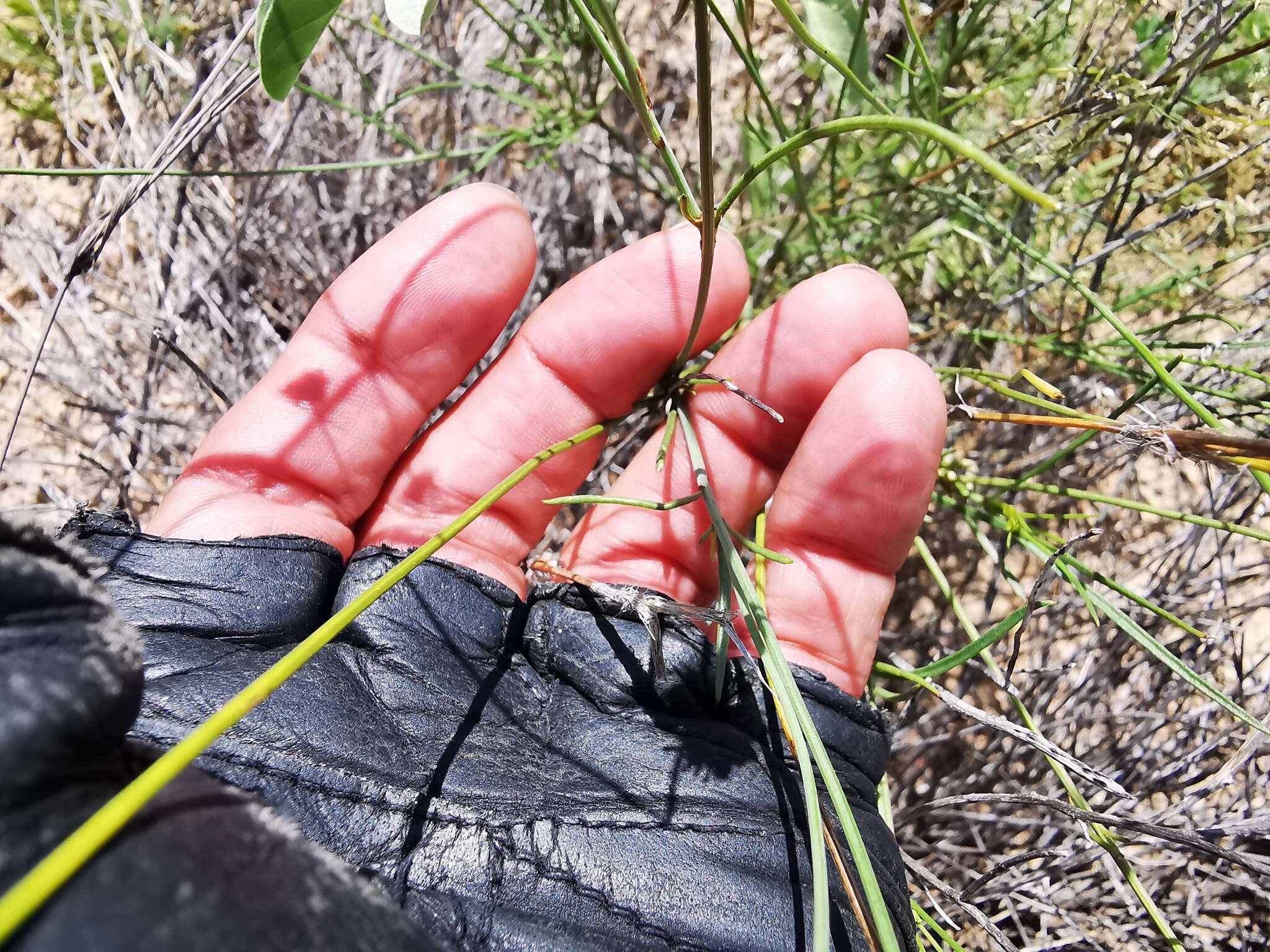 Image de Thelesperma burridgeanum (Regel, Korn. & Rach.) Blake