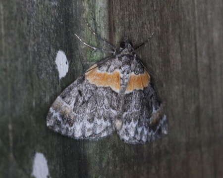 Image of Orange-barred Carpet