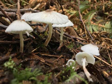 Image of Leucocoprinus brebissonii (Godey) Locq. 1943