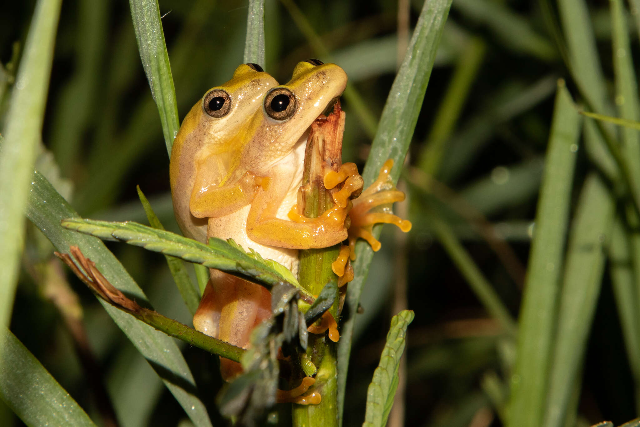 Image of Kivu Reed Frog