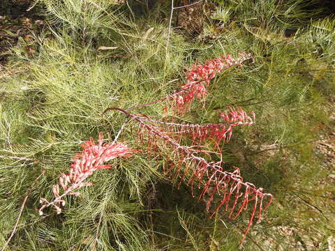 Image of Grevillea dryandri R. Br.