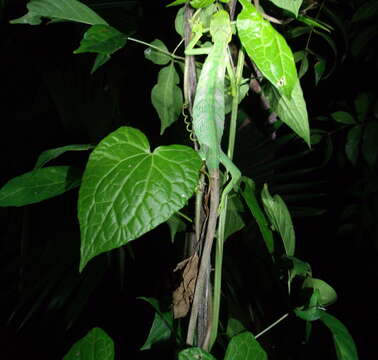 Image of Berthold's Bush Anole