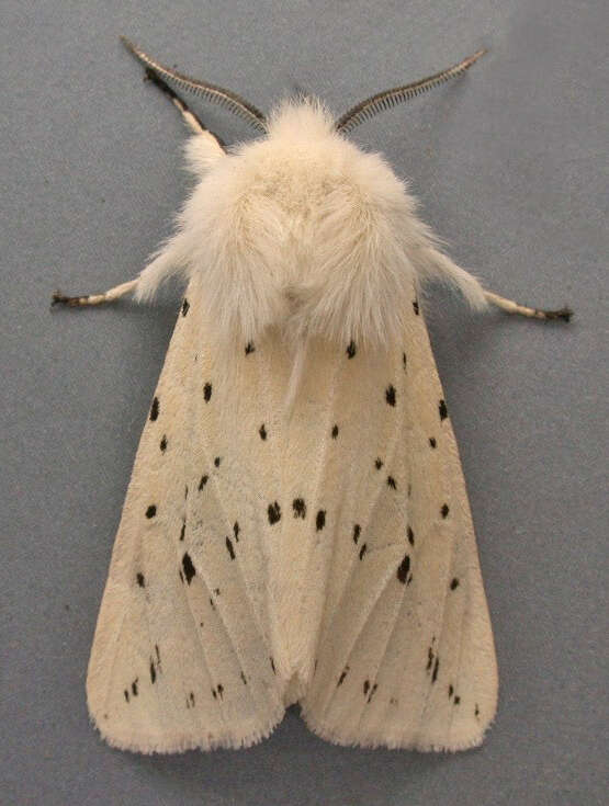 Image of white ermine