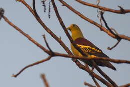 Image of Grey-fronted Green Pigeon