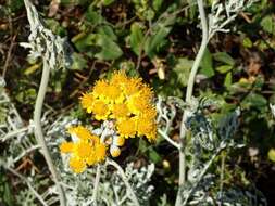 Image of Silver Ragwort