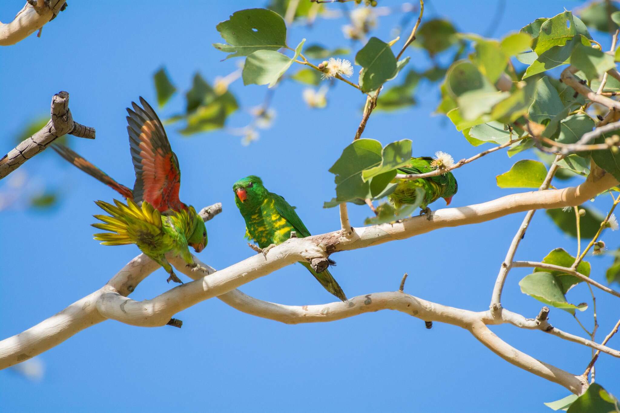 Image of Scaly-breasted Lorikeet
