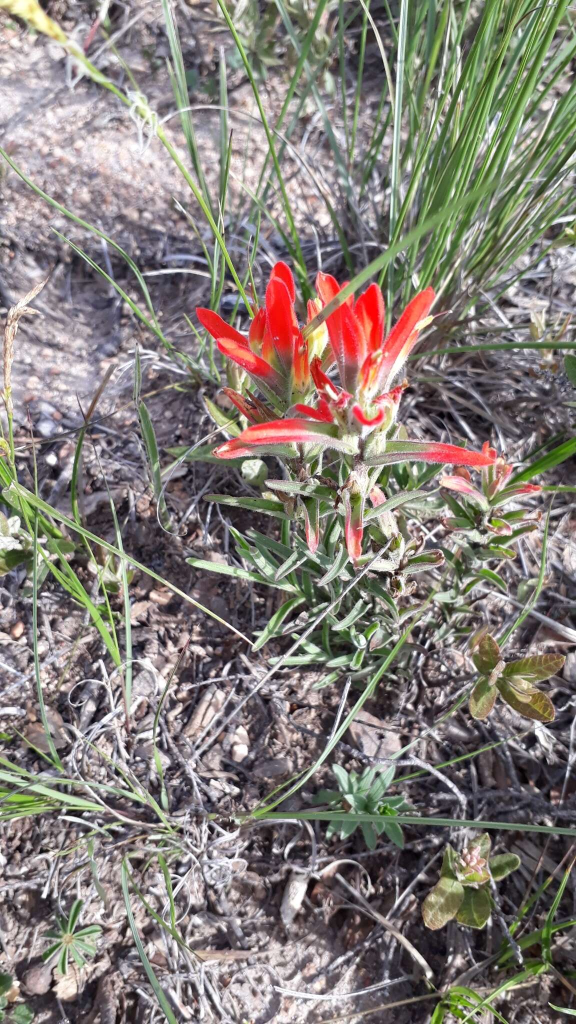 Image of Castilleja durangensis G. L. Nesom